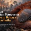Kematian Orangutan Sempurna Jadi Alarm Bahaya Asap Karhutla