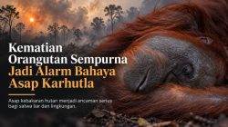 Kematian Orangutan Sempurna Jadi Alarm Bahaya Asap Karhutla