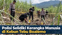 Polisi Selidiki Kerangka Manusia di Kebun Tebu Boalemo