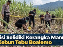 Polisi Selidiki Kerangka Manusia di Kebun Tebu Boalemo