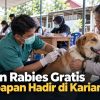 Vaksin Rabies Gratis Balikpapan Hadir di Kariangau